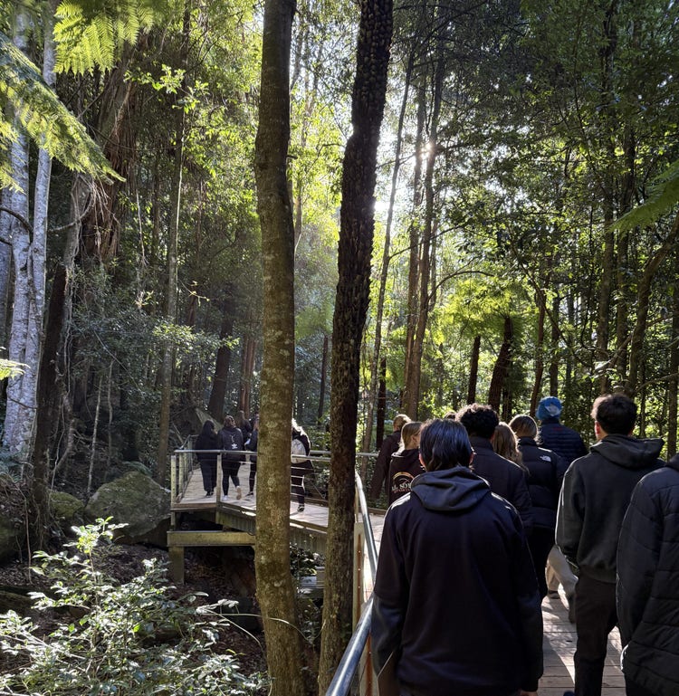 A group of students walks through the rainforest on a boardwalk.